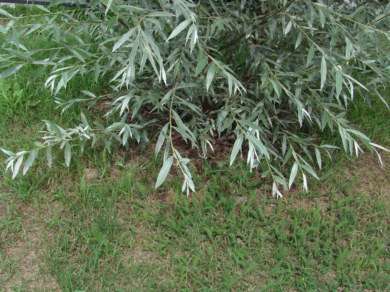 Image of Salix alba specimen.