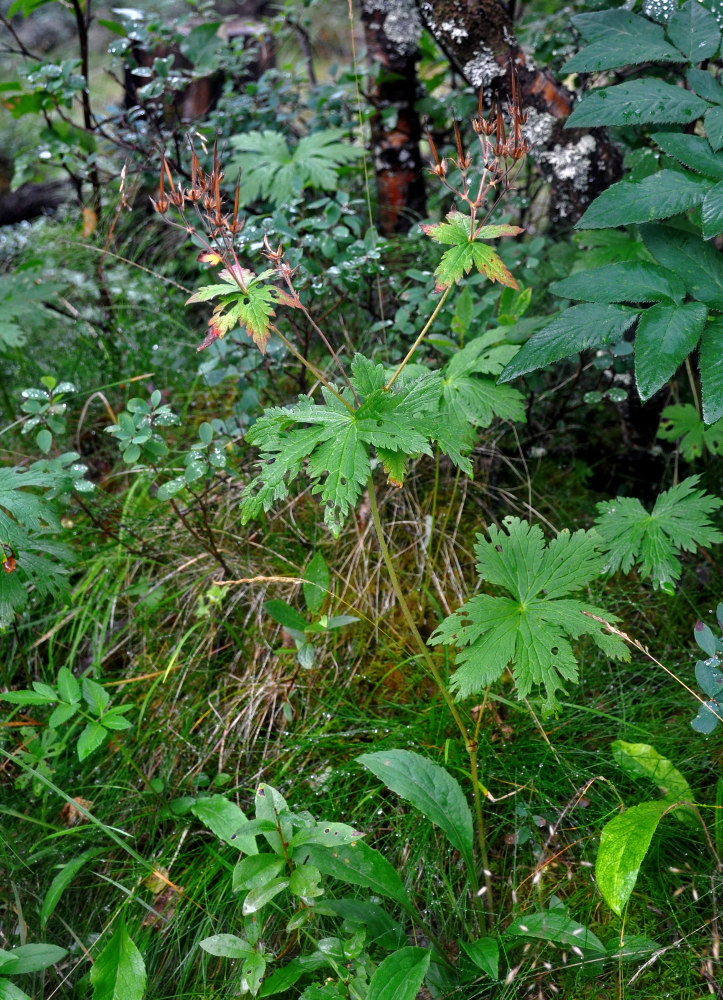 Image of Geranium sylvaticum specimen.