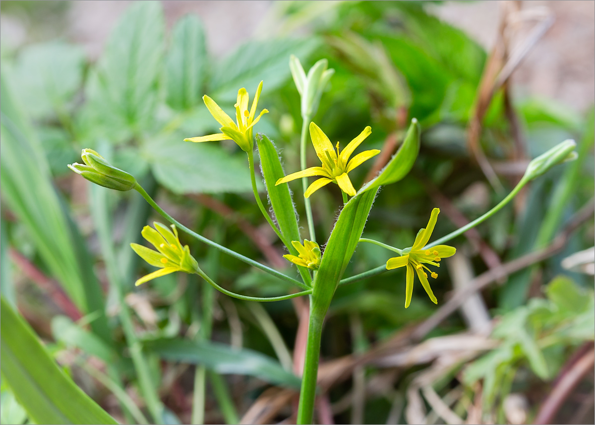 Image of Gagea lutea specimen.