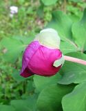 Paeonia daurica. Бутон. Крым, окр. Судака, гора Биюк-Чатал-Кая, дубовый лес. 16 мая 2019 г.