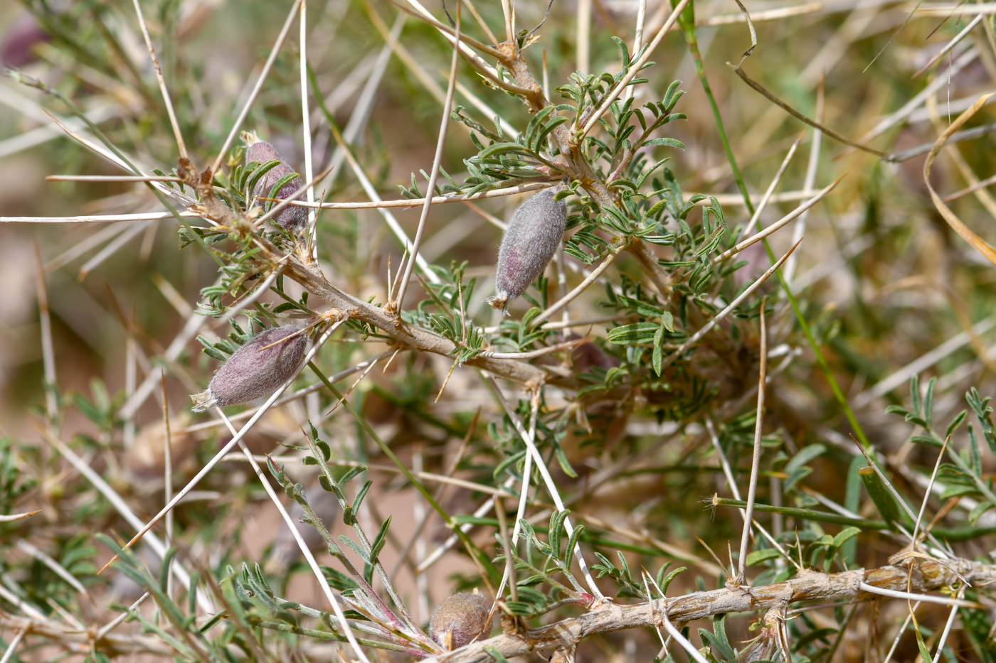 Image of Astragalus spinosus specimen.