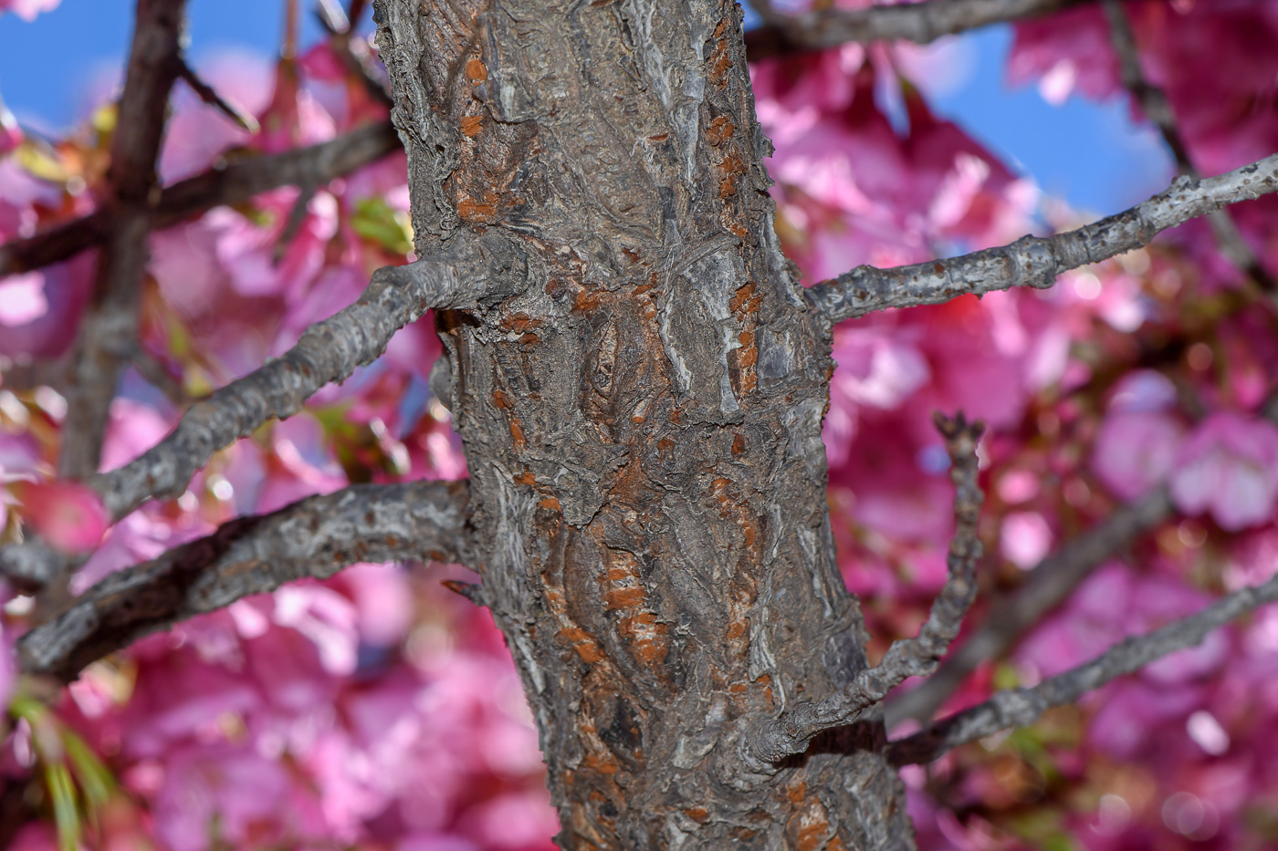 Image of Prunus campanulata specimen.