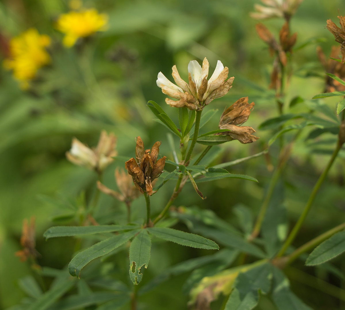 Image of Trifolium spryginii specimen.