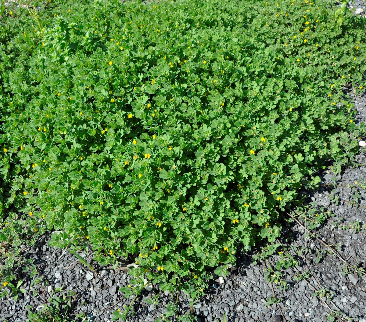 Image of Lotus ornithopodioides specimen.