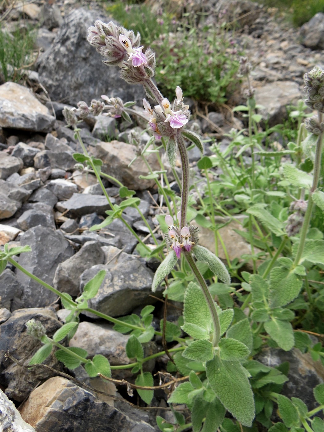 Image of Stachys hissarica specimen.