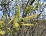 Salix nipponica