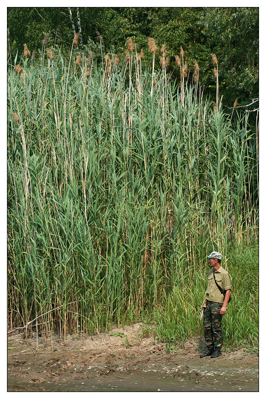 Image of Phragmites altissimus specimen.