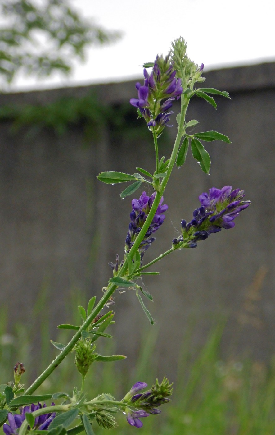 Image of Medicago sativa specimen.