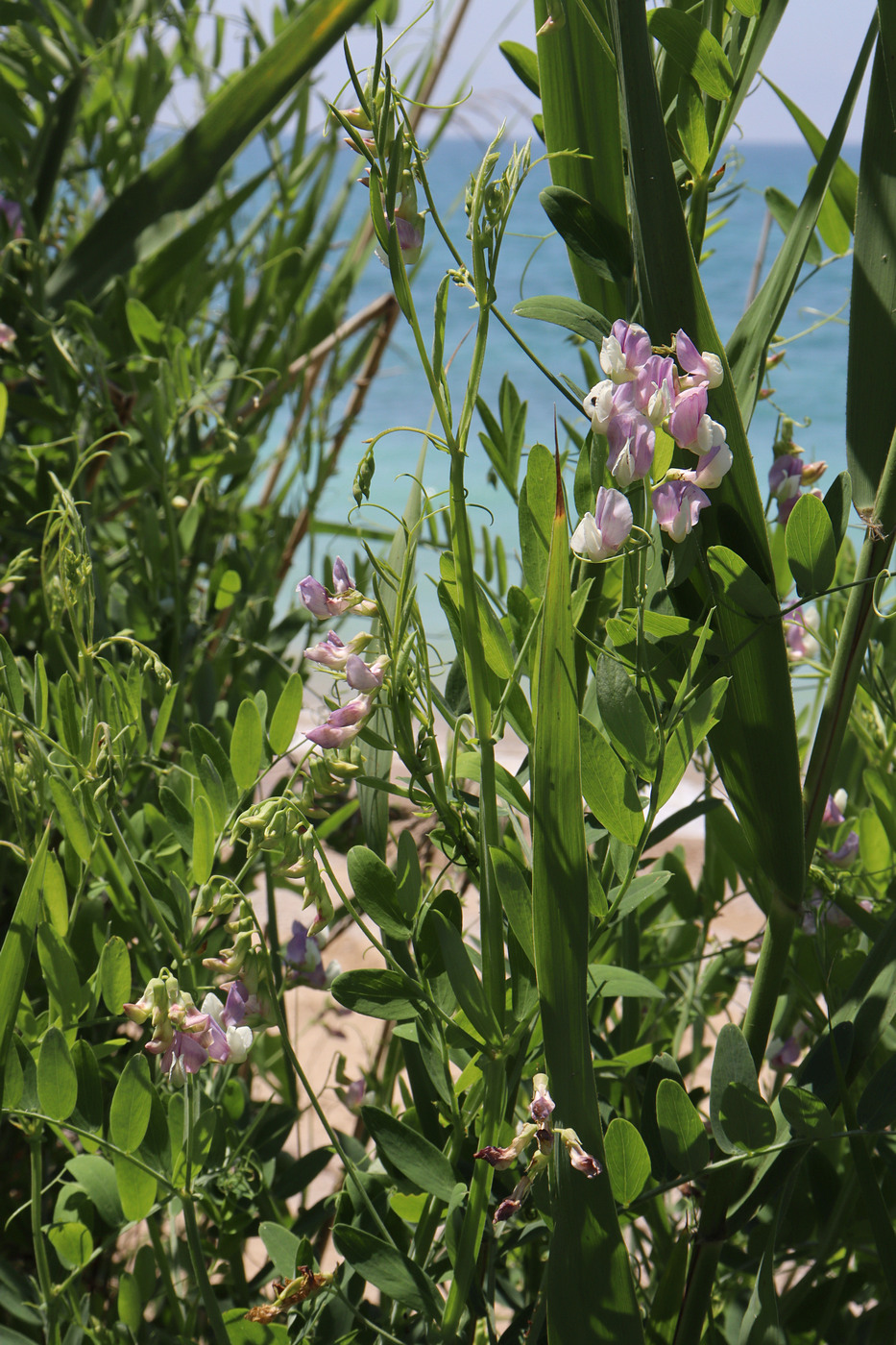 Image of Lathyrus incurvus specimen.