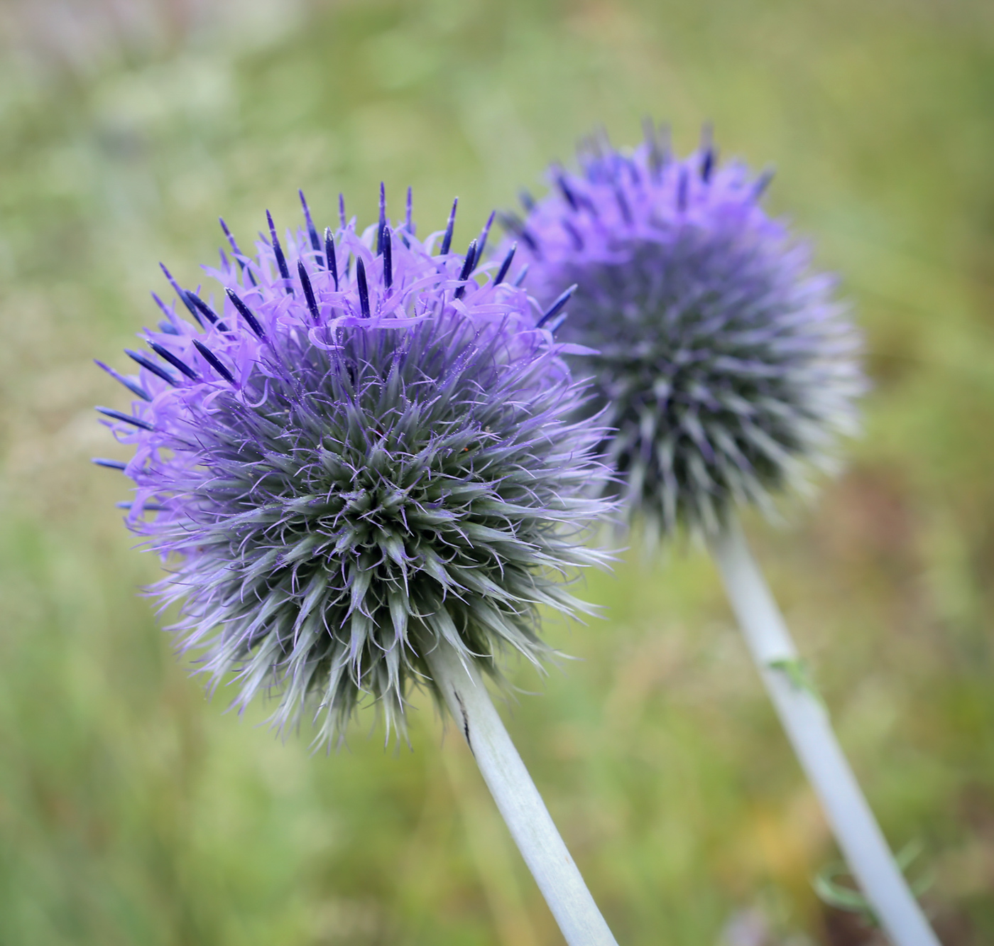 Изображение особи Echinops ruthenicus.