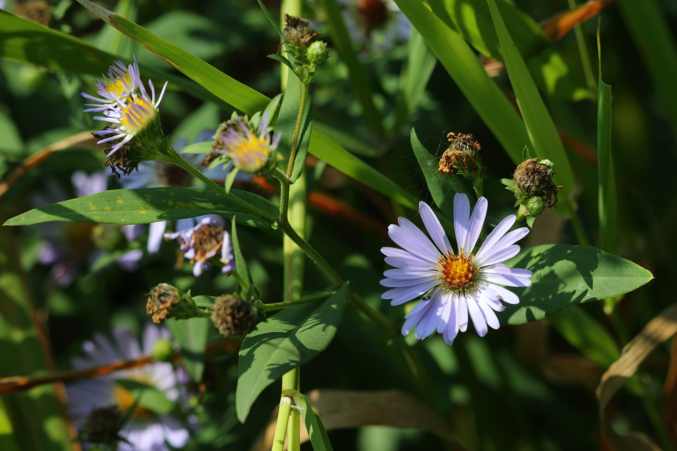 Изображение особи Symphyotrichum novi-belgii.