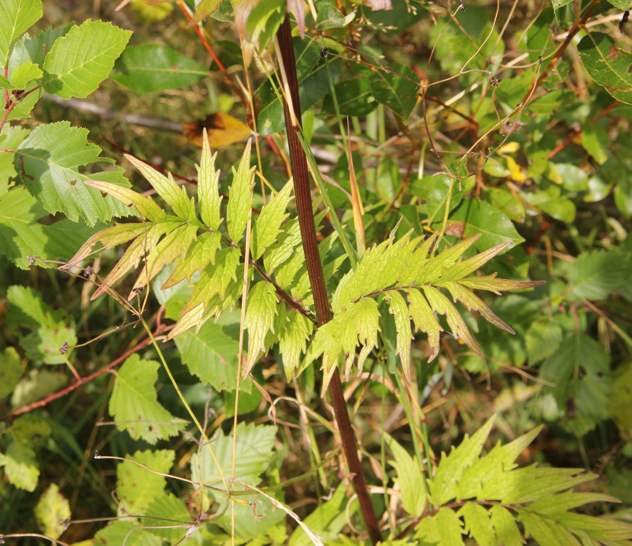 Изображение особи Valeriana officinalis.