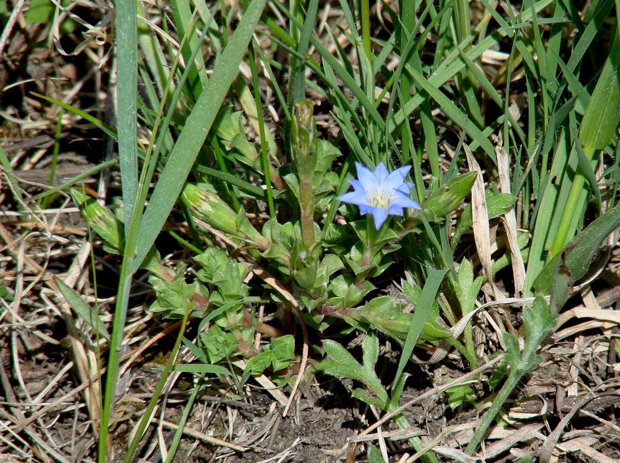 Image of Gentiana aquatica specimen.