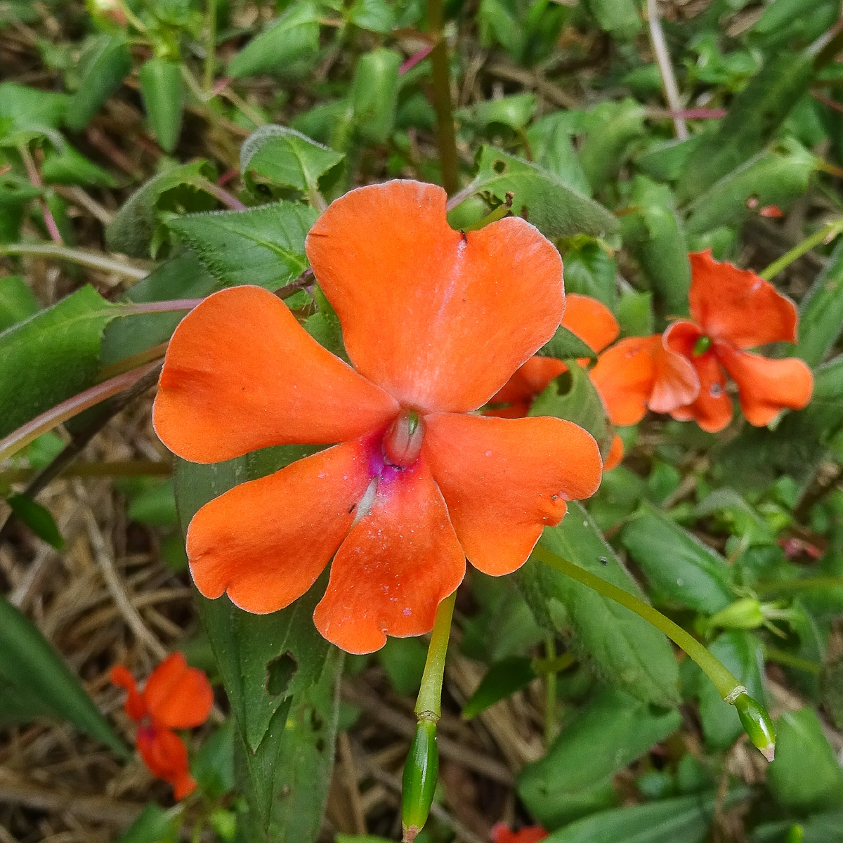 Image of Impatiens walleriana specimen.