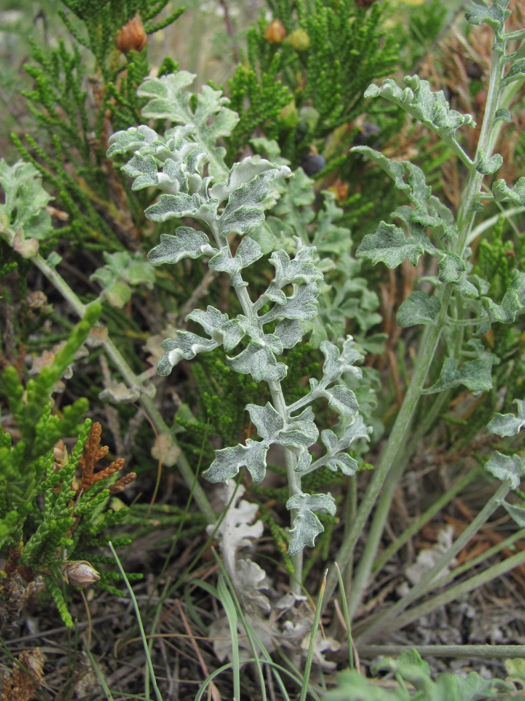 Изображение особи Psephellus salviifolius.