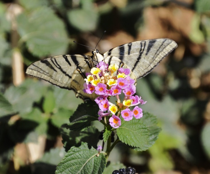 Image of Lantana camara specimen.