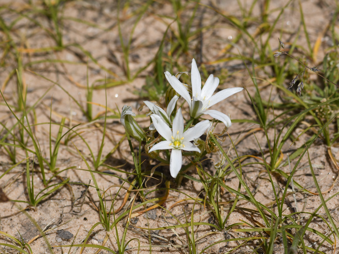 Изображение особи Ornithogalum neurostegium.