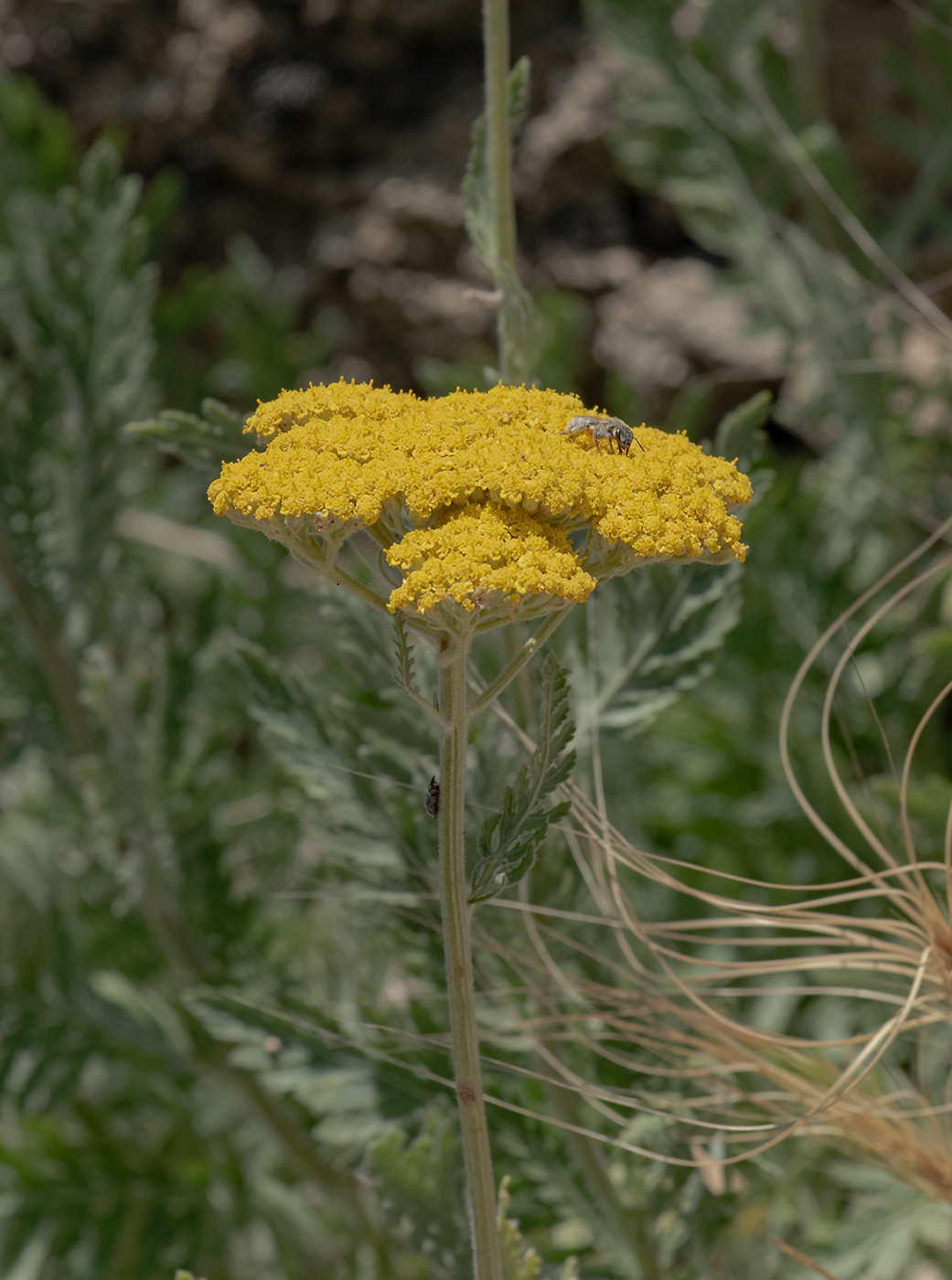 Image of Achillea filipendulina specimen.