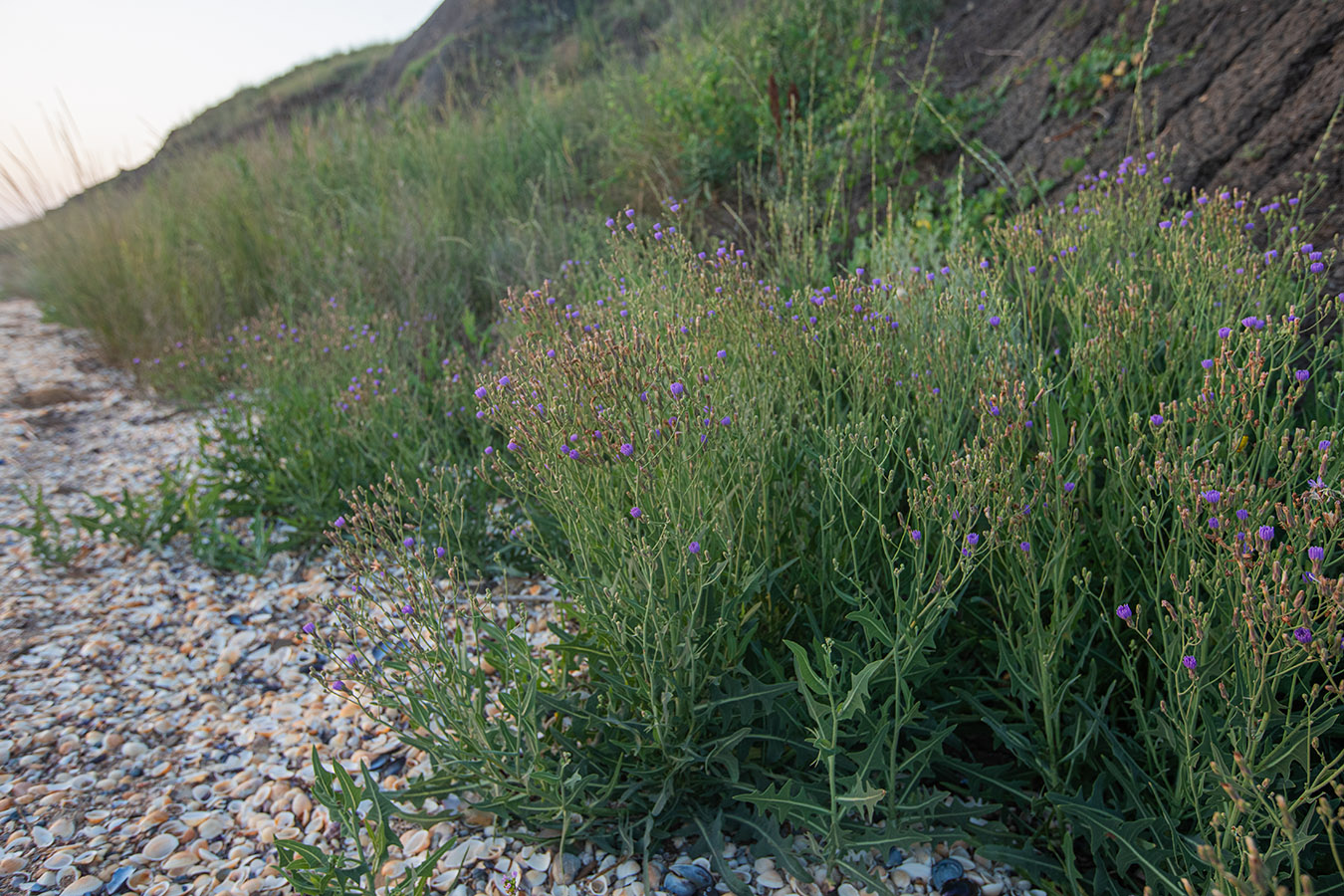 Image of Lactuca tatarica specimen.