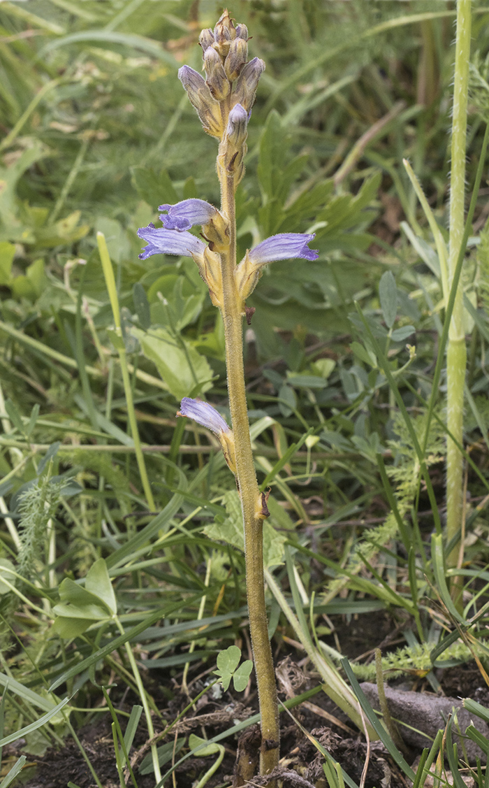 Image of Phelipanche purpurea specimen.