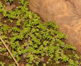 Pilea microphylla. Цветущие растения. Израиль, Шарон, г. Тель-Авив, ботанический сад университета. 13.05.2018.