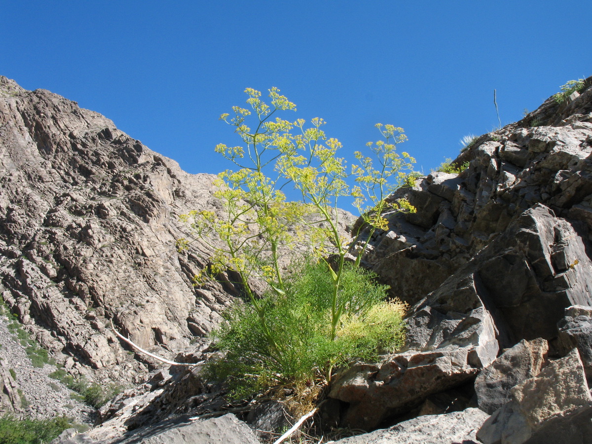 Image of Ferula pachyphylla specimen.