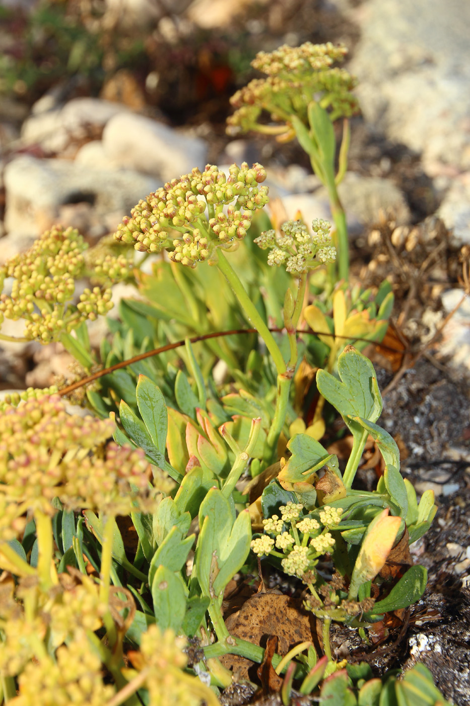 Изображение особи Crithmum maritimum.