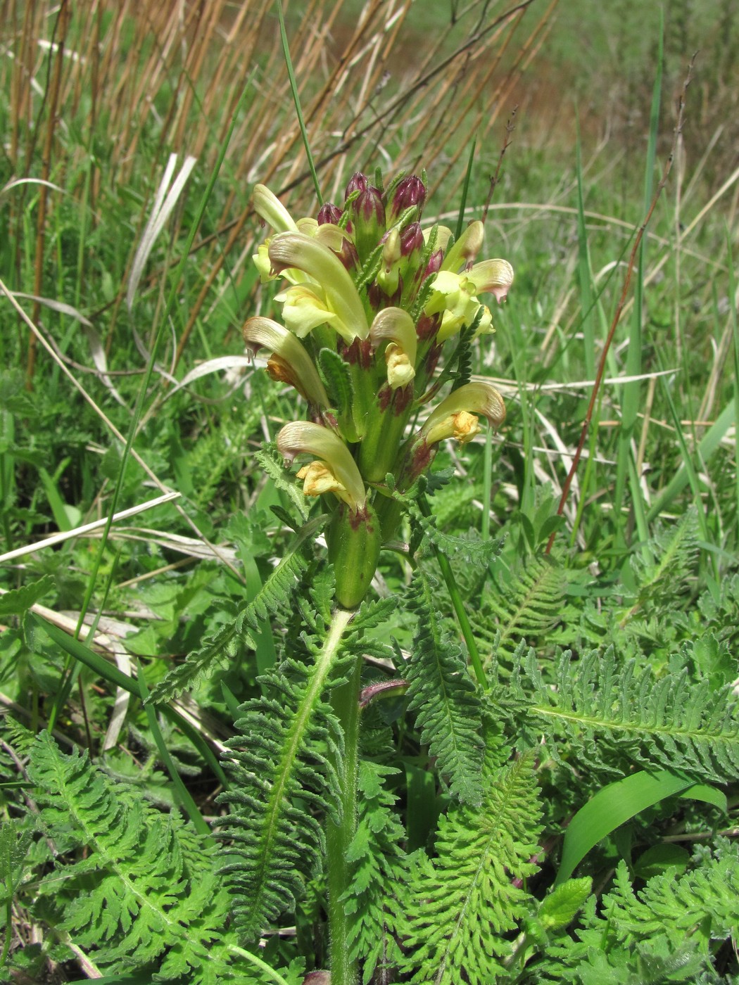 Image of genus Pedicularis specimen.