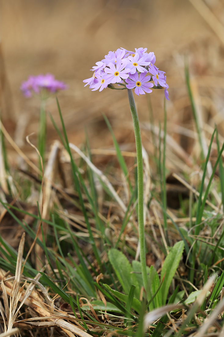 Изображение особи Primula fistulosa.