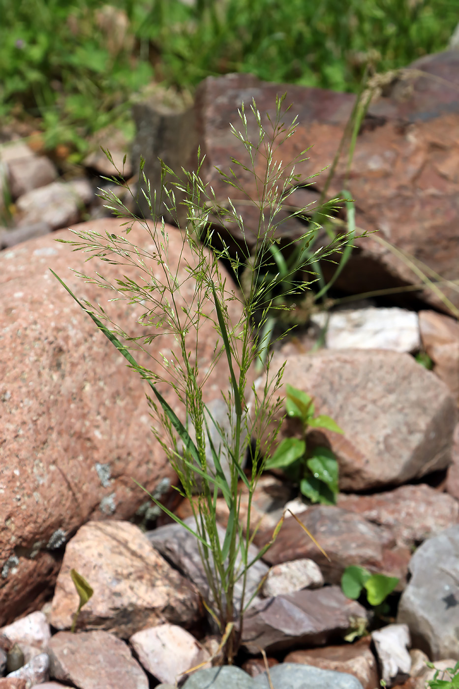 Image of Eremopoa oxyglumis specimen.