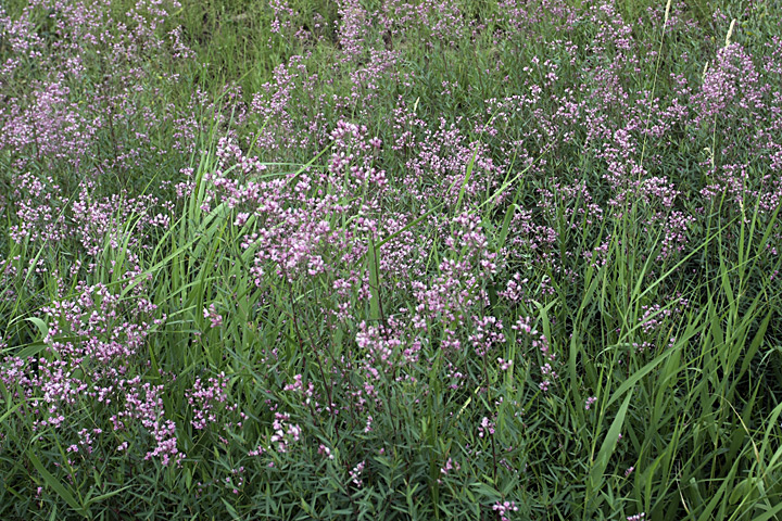 Image of Trachomitum lancifolium specimen.