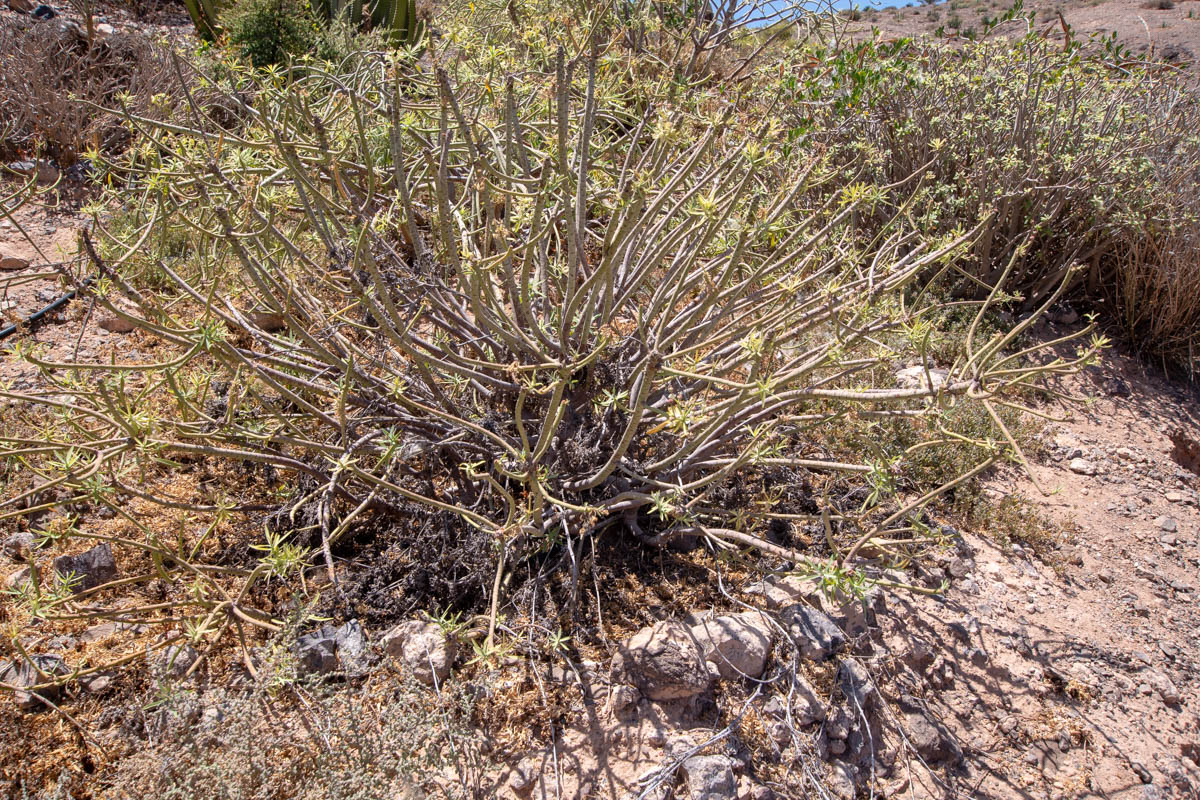 Изображение особи Euphorbia regis-jubae.