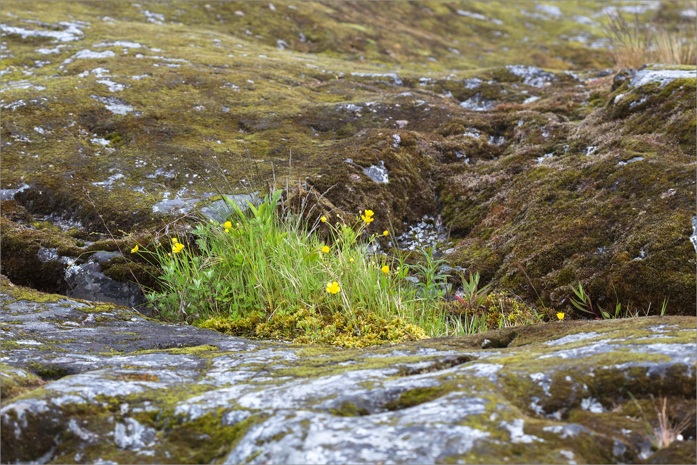 Изображение особи Ranunculus repens.