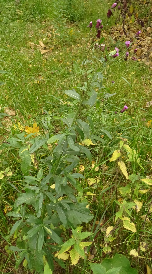 Image of Cirsium arvense specimen.