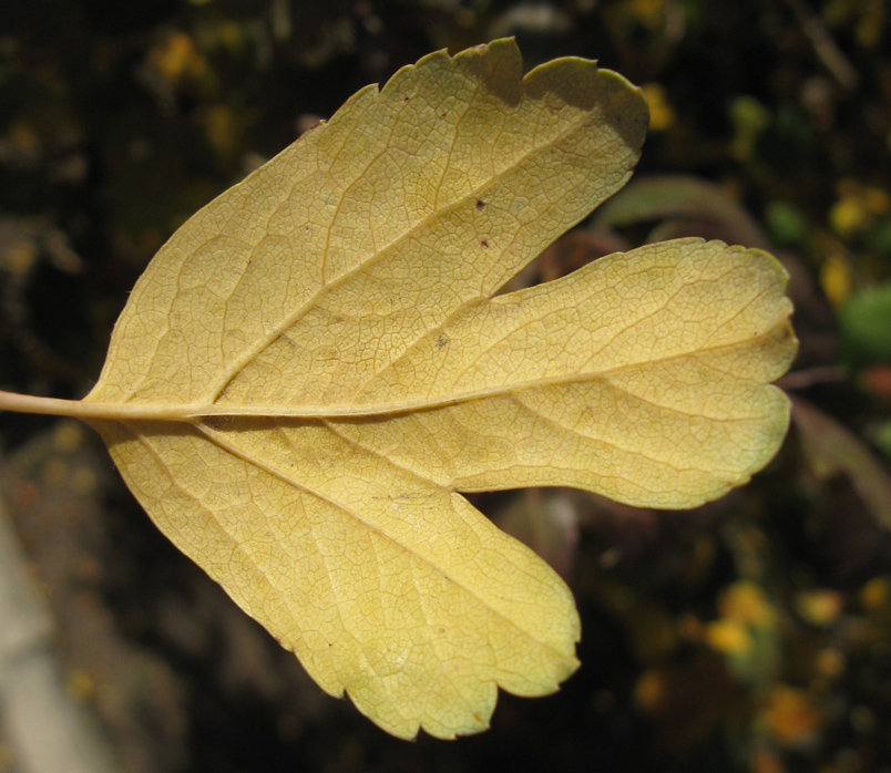 Image of Crataegus &times; media specimen.