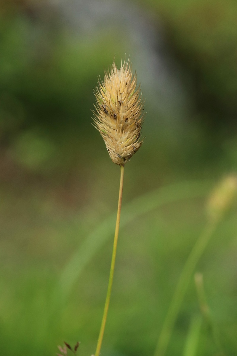 Image of Phleum alpinum specimen.