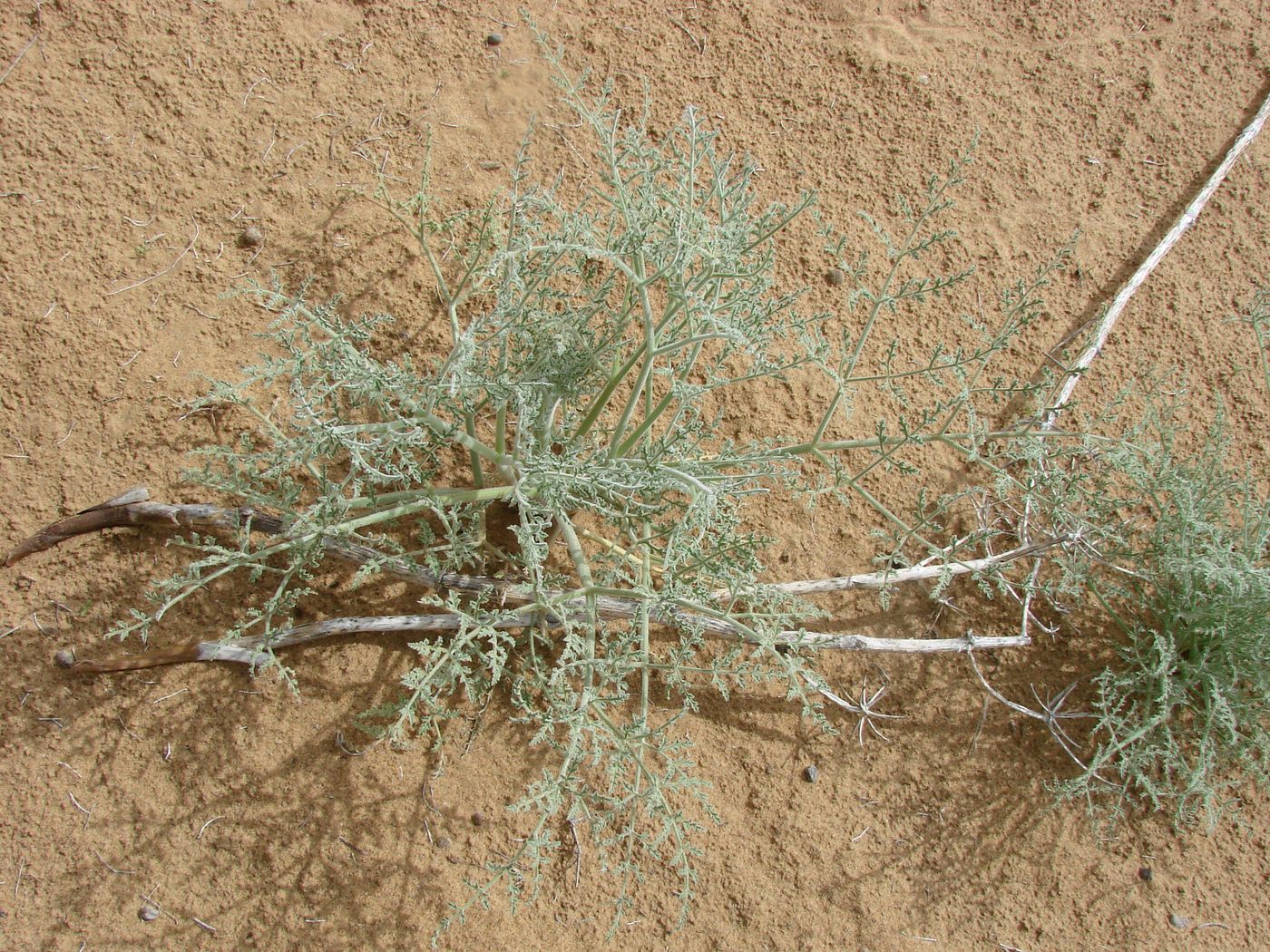 Image of Ferula litwinowiana specimen.