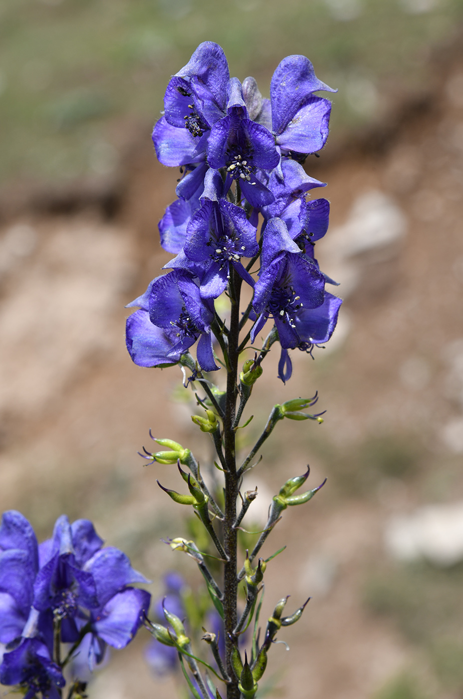 Image of Aconitum karakolicum specimen.