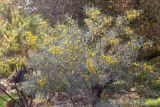 Senna artemisioides. Крона цветущего и плодоносящего растения. Израиль, г. Иерусалим, ботанический сад университета. 30.11.2022.