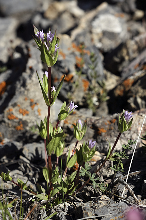 Image of Gentianella turkestanorum specimen.