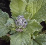 Borago officinalis. Развивающееся соцветие. Пермский край, г. Пермь, Кировский р-н, клумба у жилого дома. 02.07.2022.