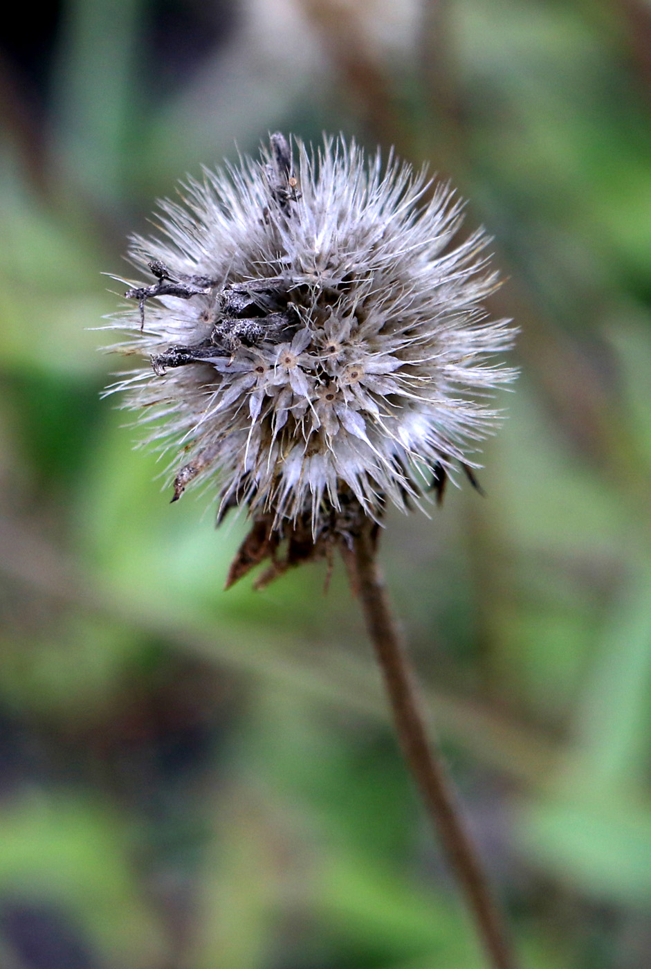 Image of Gaillardia aristata specimen.