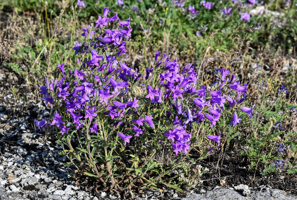 Изображение особи Campanula hohenackeri.