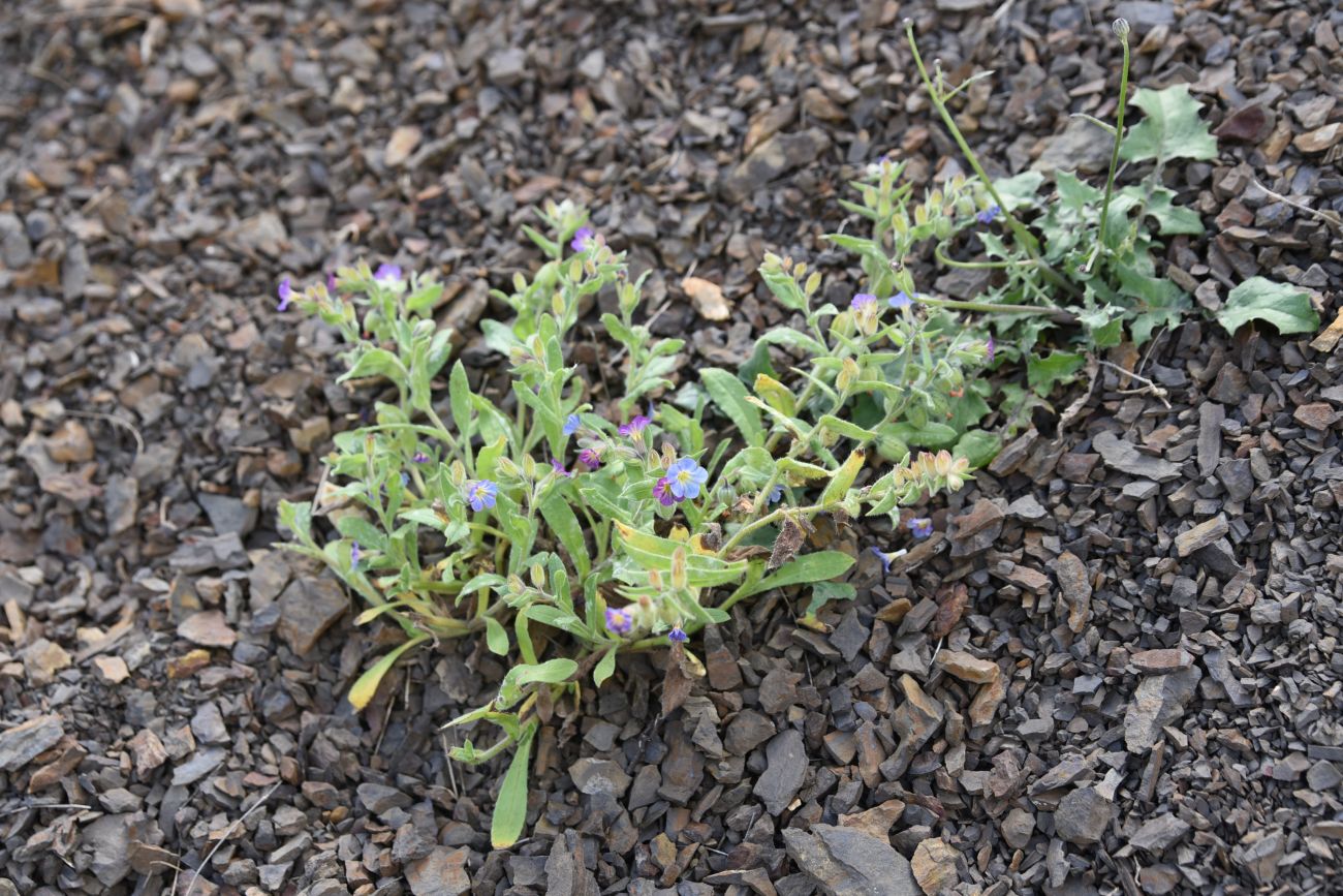 Image of Nonea versicolor specimen.