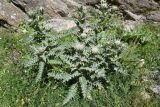 Cirsium cephalotes. Растение с развивающимся соцветием. Кабардино-Балкария, Эльбрусский р-н, долина р. Адырсу, высота 1580 м н.у.м., около грузового подъемника, подножие скалы. 25 июля 2022 г.