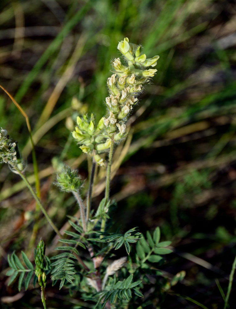 Image of Oxytropis pilosa specimen.