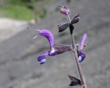 Salvia beckeri. Соцветие. Дагестан, Лакский р-н, окр. с. Шовкра, сланцевая осыпь. 25 июня 2023 г.