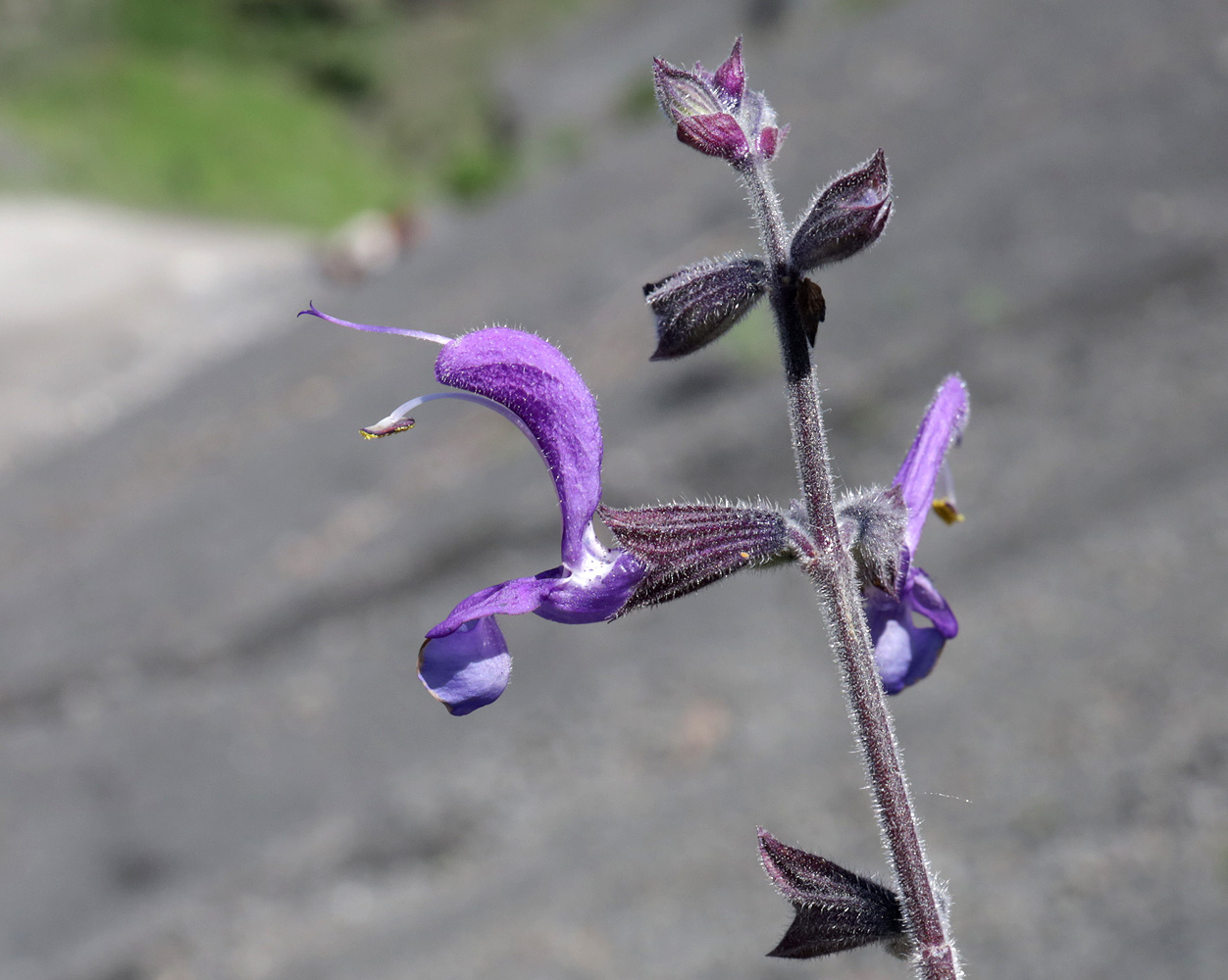 Image of Salvia beckeri specimen.