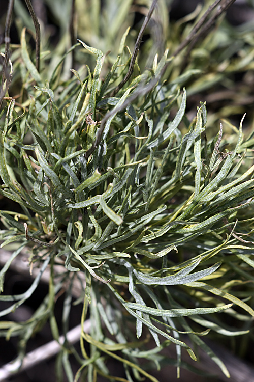 Image of Lepidolopha talassica specimen.