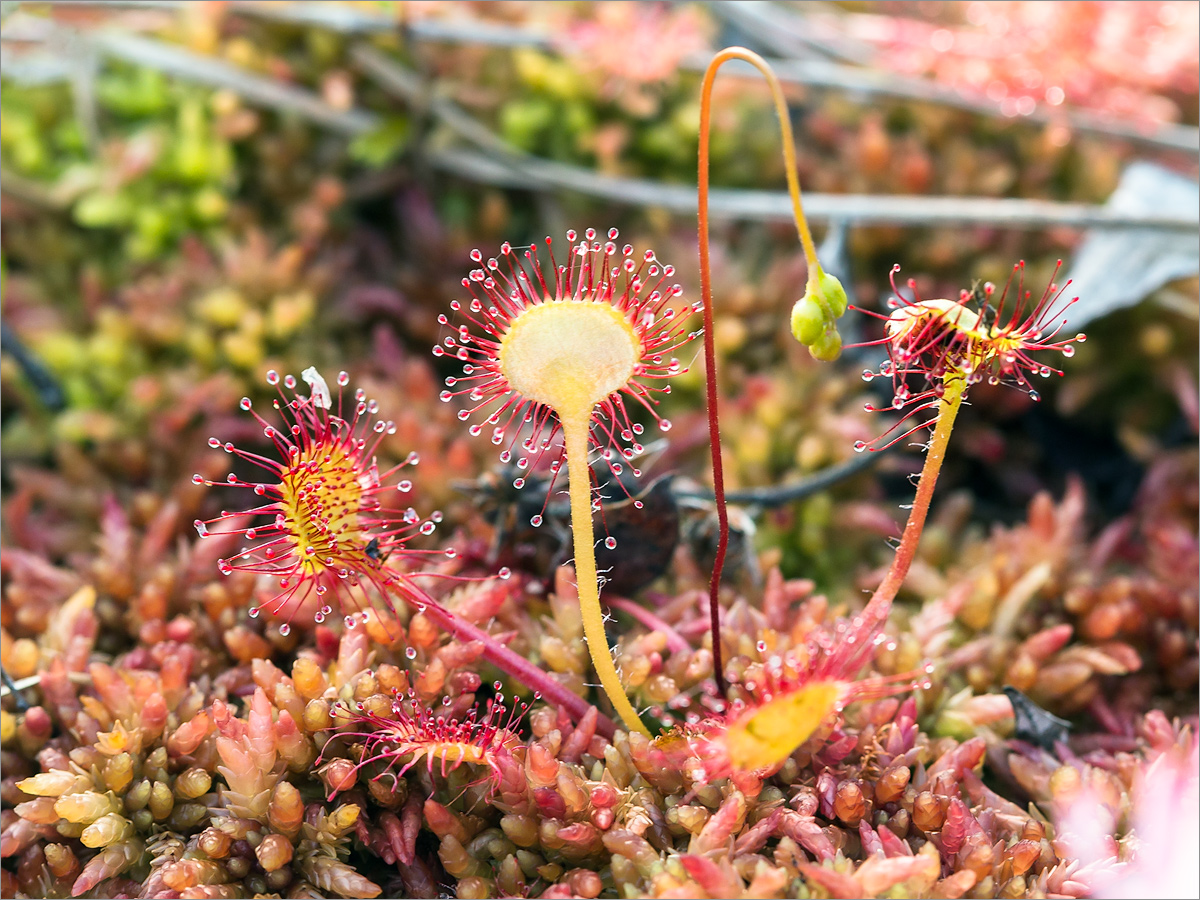 Изображение особи Drosera rotundifolia.